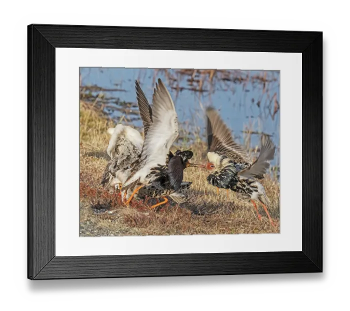 Framed Print : RF - Three Ruffs (Calidris pugnax) male, at the main lek, two energetically fighting and displaying, Pokka, Finnish Lapland. May Framed Print : RF - Three Ruffs (Calidris pugnax) male, at the main lek, two energetically fighting and displaying, Pokka, Finnish Lapland. May