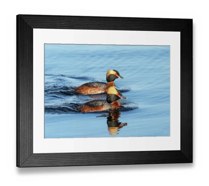 Framed Print : Horned grebes (Podiceps auritus) pair in breeding plumage, displaying and patrolling their breeding lake area, Porsanger Fjord, Finmark, Norway. May Framed Print : Horned grebes (Podiceps auritus) pair in breeding plumage, displaying and patrolling their breeding lake area, Porsanger Fjord, Finmark, Norway. May