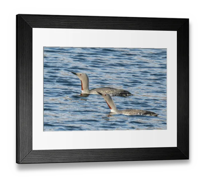 Framed Print : Red-throated loons (Gavia stellata) pair bonding by swimming together in tandem, one with its neck stretched out, Kongsfjordfjellet, Finmark, Norway. May Framed Print : Red-throated loons (Gavia stellata) pair bonding by swimming together in tandem, one with its neck stretched out, Kongsfjordfjellet, Finmark, Norway. May