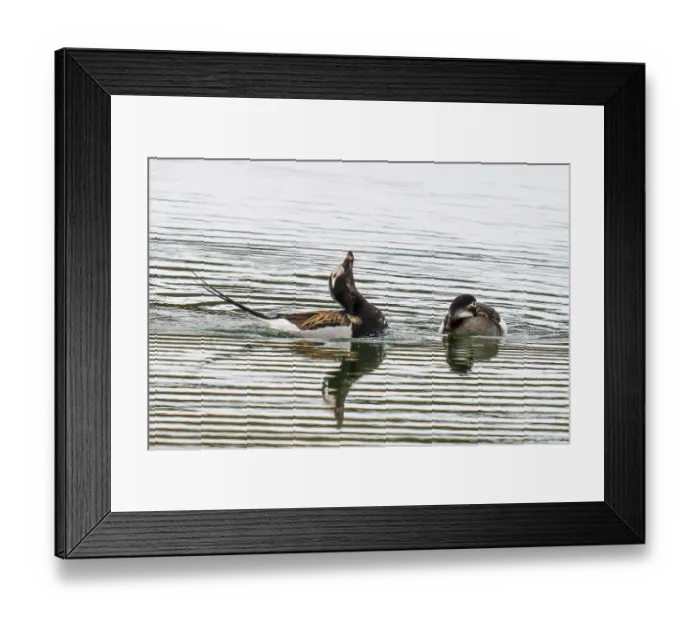 Framed Print : Long-tailed ducks (Clangula hyemalis) pair on a lake with male displaying, Kongsfjordfjellet, Finmark, Norway. June Framed Print : Long-tailed ducks (Clangula hyemalis) pair on a lake with male displaying, Kongsfjordfjellet, Finmark, Norway. June