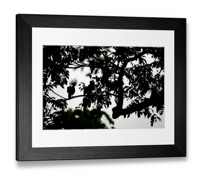 Framed Print : Western crowned pigeon (Goura cristata) perched in tree, silhouetted, West Papua, New Guinea Framed Print : Western crowned pigeon (Goura cristata) perched in tree, silhouetted, West Papua, New Guinea