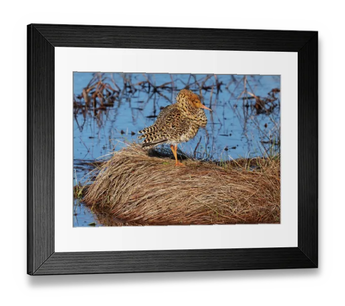 Framed Print : Ruff (Calidris pugnax) male, standing at the edge of lek, camouflaged, Pokka, Finnish Lapland. May Framed Print : Ruff (Calidris pugnax) male, standing at the edge of lek, camouflaged, Pokka, Finnish Lapland. May
