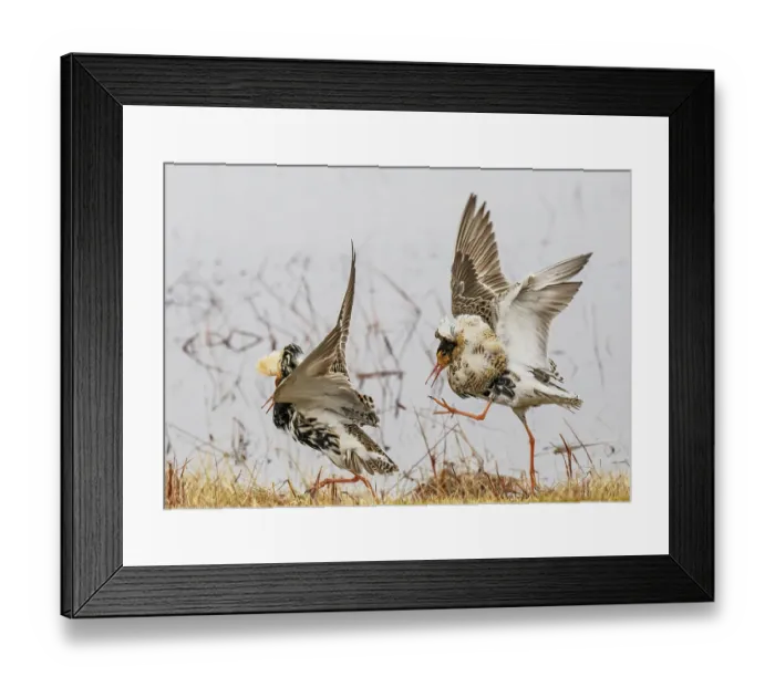 Framed Print : Two Ruffs (Calidris pugnax) male, energetically fighting and displaying at the main lek, Pokka, Finnish Lapland. May Framed Print : Two Ruffs (Calidris pugnax) male, energetically fighting and displaying at the main lek, Pokka, Finnish Lapland. May
