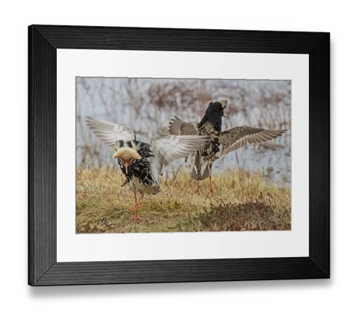 Framed Print : RF - Two Ruffs (Calidris pugnax) male, displaying at the main lek, Pokka, Finnish Lapland. May. (This image may be licensed either as rights managed or royalty free.) Framed Print : RF - Two Ruffs (Calidris pugnax) male, displaying at the main lek, Pokka, Finnish Lapland. May. (This image may be licensed either as rights managed or royalty free.)
