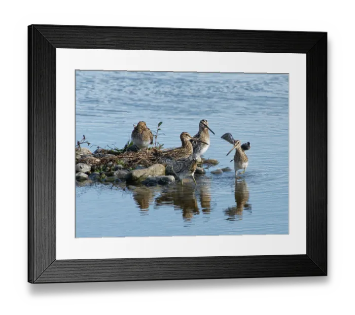 Framed Print : Common snipe (Gallinago gallinago) being chased from a small island in a shallow freshwater lake as two others threaten it, Gloucestershire, England, UK. October Framed Print : Common snipe (Gallinago gallinago) being chased from a small island in a shallow freshwater lake as two others threaten it, Gloucestershire, England, UK. October