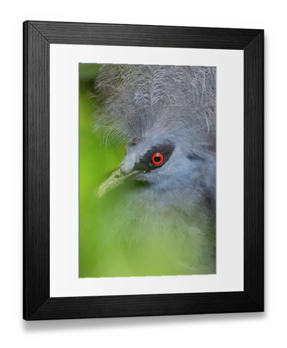 Framed Print : Western crowned pigeon (Goura cristata) head portrait, Klabili, West Papua, New Guinea. Captive Framed Print : Western crowned pigeon (Goura cristata) head portrait, Klabili, West Papua, New Guinea. Captive