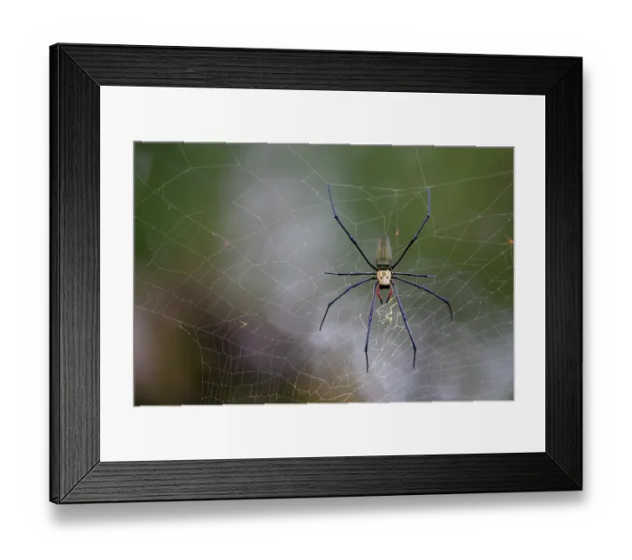 Framed Print : Orb spider (Nephila pilipes) on its web, Fakfak, West Papua, New Guinea Framed Print : Orb spider (Nephila pilipes) on its web, Fakfak, West Papua, New Guinea