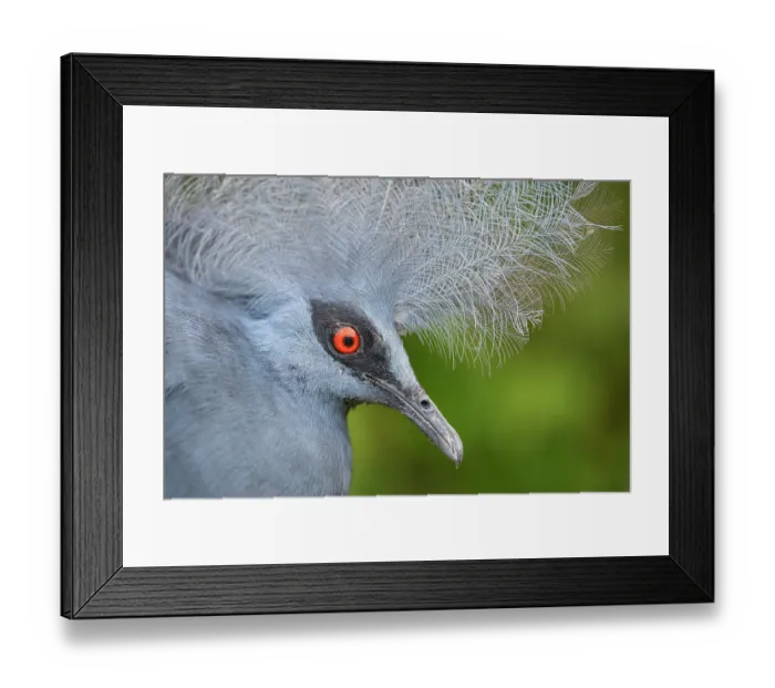 Framed Print : Western crowned pigeon (Goura cristata) head portrait, Klabili, West Papua, New Guinea. Captive Framed Print : Western crowned pigeon (Goura cristata) head portrait, Klabili, West Papua, New Guinea. Captive