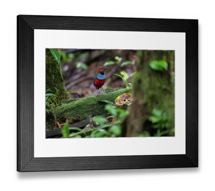 Framed Print : Papuan pitta (Erythropitta macklotii) perched on moss-covered branch, Fakfak, West Papua, New Guinea Framed Print : Papuan pitta (Erythropitta macklotii) perched on moss-covered branch, Fakfak, West Papua, New Guinea