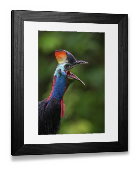 Framed Print : Southern cassowary (Casuarius casuarius) calling, Fakfak, West Papua, New Guinea