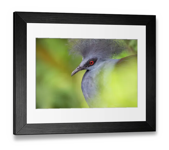 Framed Print : Western crowned pigeon (Goura cristata) head portrait, Klabili, West Papua, New Guinea. Captive Framed Print : Western crowned pigeon (Goura cristata) head portrait, Klabili, West Papua, New Guinea. Captive