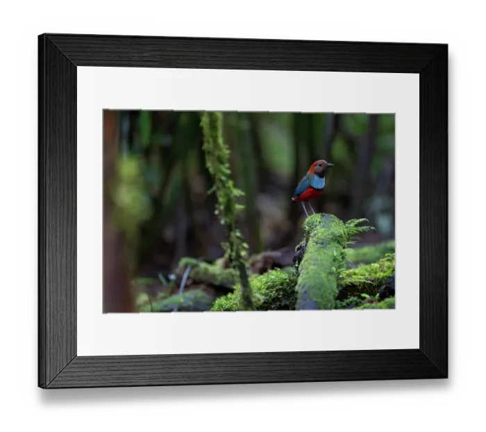 Framed Print : Papuan pitta (Erythropitta macklotii) perched on moss-covered branch, Fakfak, West Papua, New Guinea Framed Print : Papuan pitta (Erythropitta macklotii) perched on moss-covered branch, Fakfak, West Papua, New Guinea