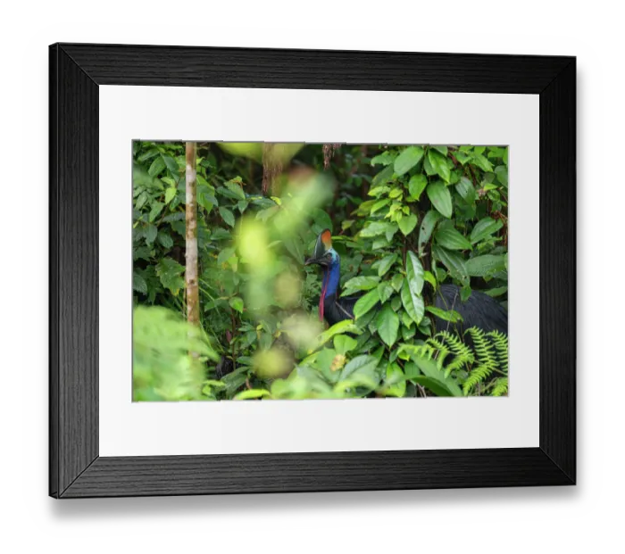 Framed Print : Southern cassowary (Casuarius casuarius) among forest foliage, Fakfak, West Papua, New Guinea Framed Print : Southern cassowary (Casuarius casuarius) among forest foliage, Fakfak, West Papua, New Guinea