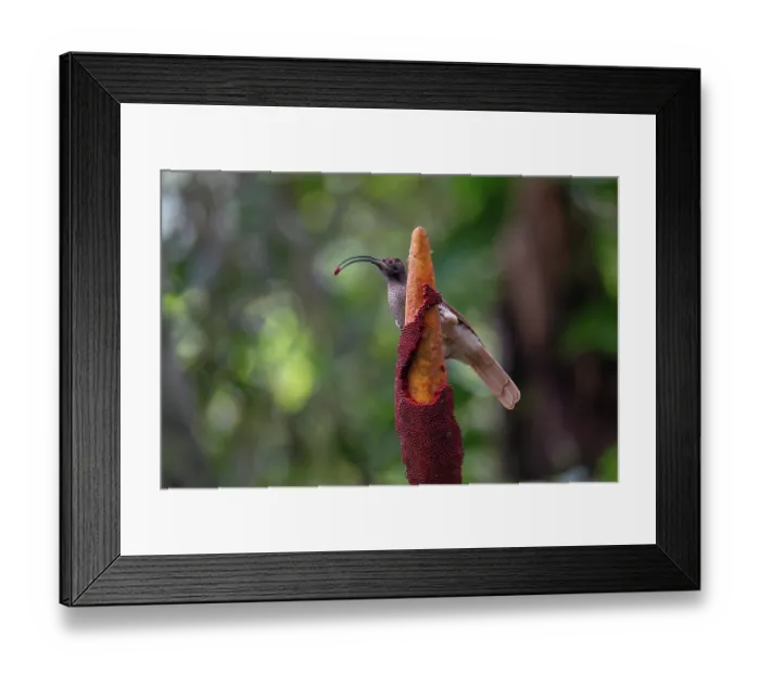 Framed Print : Black-billed sicklebill (Drepanornis albertisi) female, feeding on seeds of Buah Merah fruit (Pandanus conoideus), Arfak, West Papua, New Guinea Framed Print : Black-billed sicklebill (Drepanornis albertisi) female, feeding on seeds of Buah Merah fruit (Pandanus conoideus), Arfak, West Papua, New Guinea