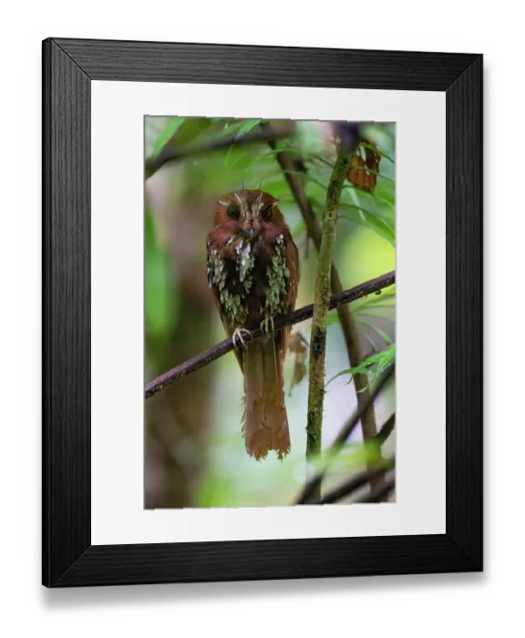 Framed Print : Feline owlet-nightjar (Aegotheles insignis) perched in tree, Arfak, West Papua, New Guinea Framed Print : Feline owlet-nightjar (Aegotheles insignis) perched in tree, Arfak, West Papua, New Guinea