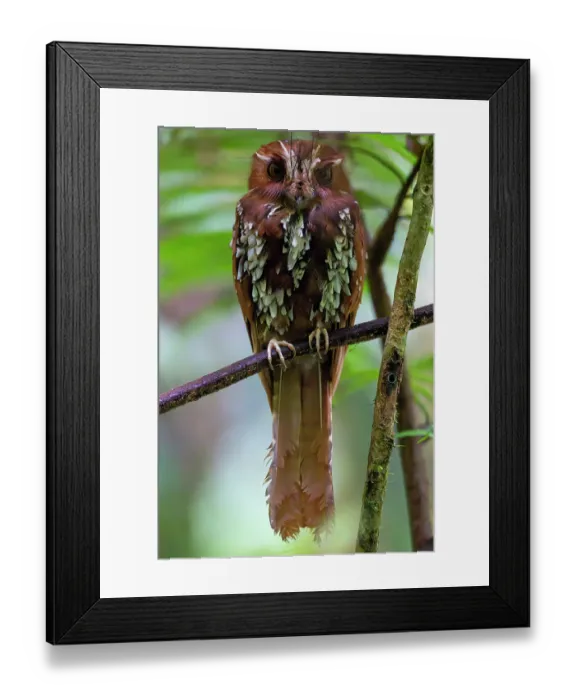 Framed Print : Feline owlet-nightjar (Aegotheles insignis) perched in tree, Arfak, West Papua, New Guinea Framed Print : Feline owlet-nightjar (Aegotheles insignis) perched in tree, Arfak, West Papua, New Guinea
