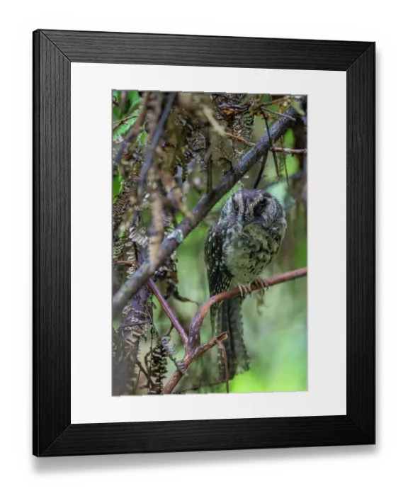 Framed Print : Mountain owlet-nightjar (Aegotheles albertisi) perched in tree, Arfak, West Papua, New Guinea Framed Print : Mountain owlet-nightjar (Aegotheles albertisi) perched in tree, Arfak, West Papua, New Guinea