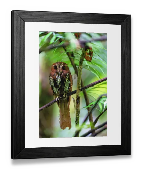 Framed Print : Feline owlet-nightjar (Aegotheles insignis) perched in tree, Arfak, West Papua, New Guinea Framed Print : Feline owlet-nightjar (Aegotheles insignis) perched in tree, Arfak, West Papua, New Guinea