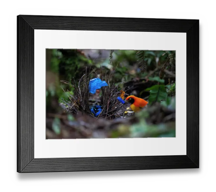 Framed Print : Masked bowerbird (Sericulus aureus) male, collecting blue items, including plastic bottle top, for display at the bower, Arfak, West Papua, New Guinea Framed Print : Masked bowerbird (Sericulus aureus) male, collecting blue items, including plastic bottle top, for display at the bower, Arfak, West Papua, New Guinea
