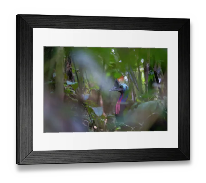 Framed Print : Southern cassowary (Casuarius casuarius) among forest foliage, Fakfak, West Papua, New Guinea Framed Print : Southern cassowary (Casuarius casuarius) among forest foliage, Fakfak, West Papua, New Guinea