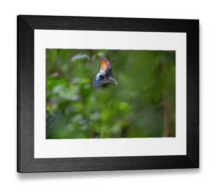 Framed Print : Southern cassowary (Casuarius casuarius) among forest foliage, head portrait, Fakfak, West Papua, New Guinea Framed Print : Southern cassowary (Casuarius casuarius) among forest foliage, head portrait, Fakfak, West Papua, New Guinea