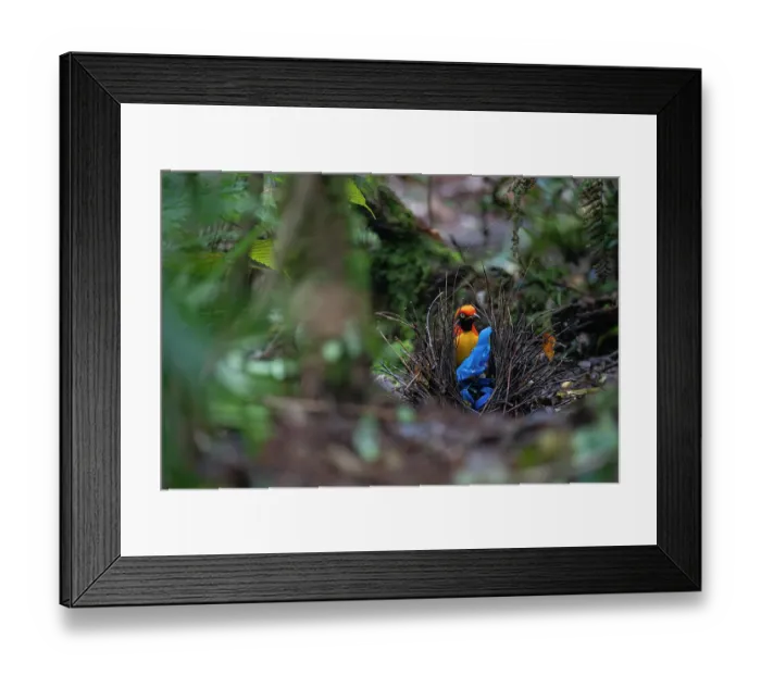 Framed Print : Masked bowerbird (Sericulus aureus) male, collecting blue items, including plastic bottle tops, for display at the bower, Arfak, West Papua, New Guinea Framed Print : Masked bowerbird (Sericulus aureus) male, collecting blue items, including plastic bottle tops, for display at the bower, Arfak, West Papua, New Guinea