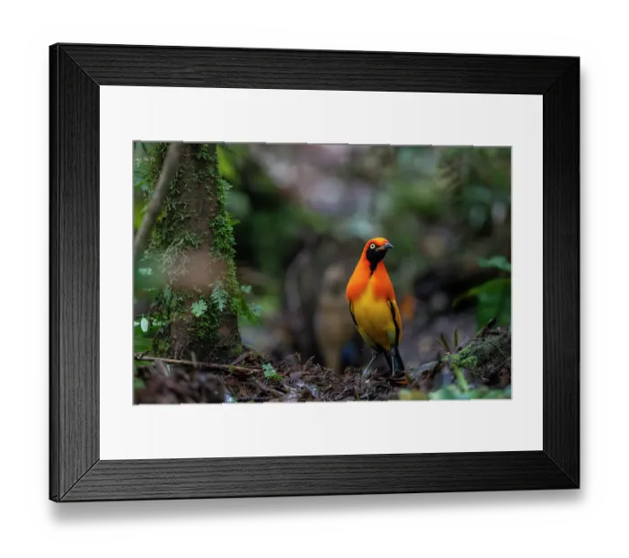 Framed Print : Masked bowerbird (Sericulus aureus) male, portrait, Arfak, West Papua, New Guinea Framed Print : Masked bowerbird (Sericulus aureus) male, portrait, Arfak, West Papua, New Guinea