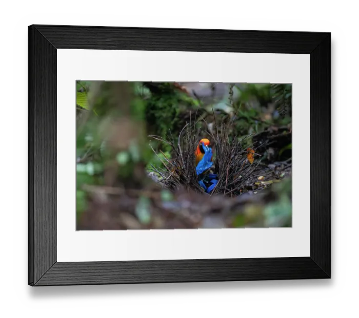 Framed Print : Masked bowerbird (Sericulus aureus) male, collecting blue items, including plastic bottle top, for display at the bower, Arfak, West Papua, New Guinea Framed Print : Masked bowerbird (Sericulus aureus) male, collecting blue items, including plastic bottle top, for display at the bower, Arfak, West Papua, New Guinea