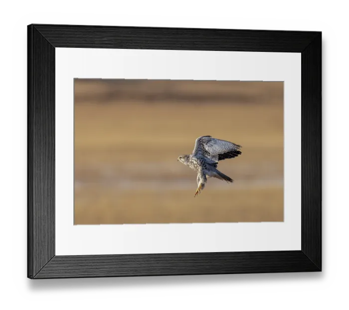 Framed Print : Saker falcon (Falco cherrug) taking flight, Margaz Mountains, Western Mongolia Framed Print : Saker falcon (Falco cherrug) taking flight, Margaz Mountains, Western Mongolia