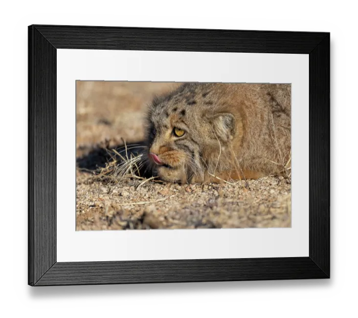 Framed Print : Pallas's cat (Otocolobus manul) licking its nose, head portrait, Margaz Mountains, Western Mongolia