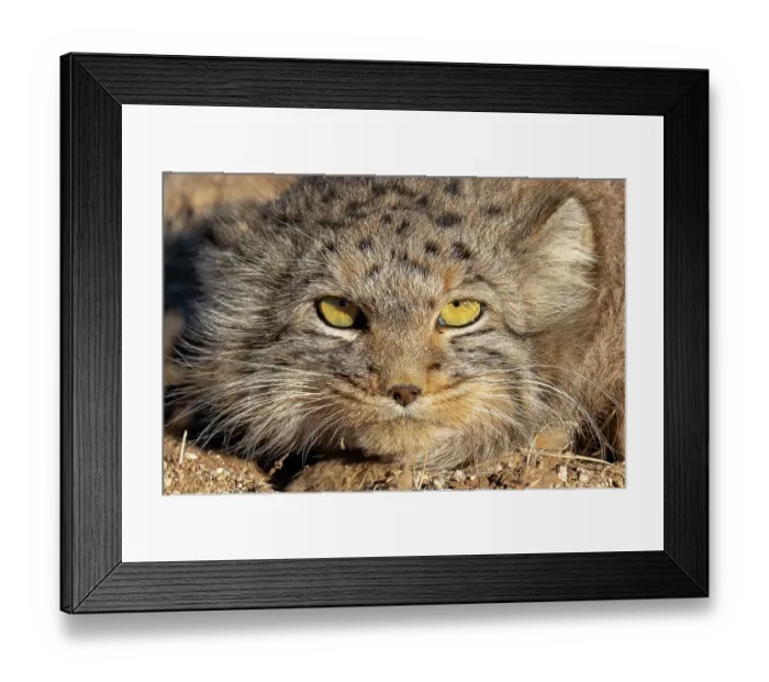 Framed Print : Pallas's cat (Otocolobus manul) head portrait, Margaz Mountains, Western Mongolia
