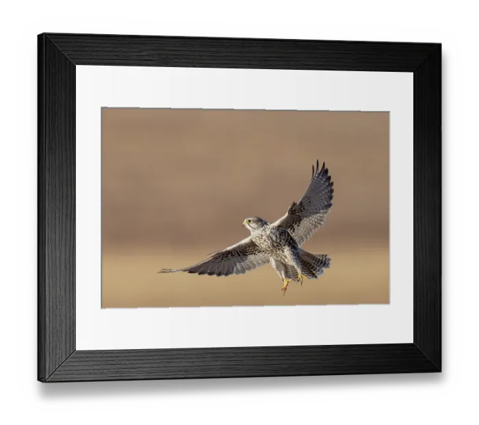 Framed Print : Saker falcon (Falco cherrug) in flight, Margaz Mountains, Western Mongolia Framed Print : Saker falcon (Falco cherrug) in flight, Margaz Mountains, Western Mongolia