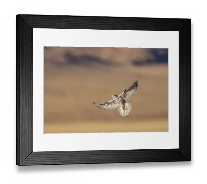 Framed Print : Saker falcon (Falco cherrug) in flight, Margaz Mountains, Western Mongolia Framed Print : Saker falcon (Falco cherrug) in flight, Margaz Mountains, Western Mongolia