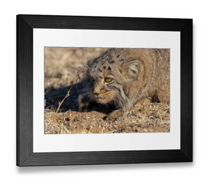 Framed Print : Pallas's cat (Otocolobus manul) portrait, Margaz Mountains, Western Mongolia Framed Print : Pallas's cat (Otocolobus manul) portrait, Margaz Mountains, Western Mongolia