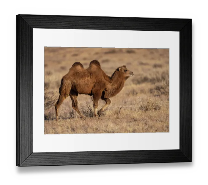 Framed Print : Bactrian camel (Camelus bactrianus) domesticated, walking in grassland, Margaz Mountains, Western Mongolia