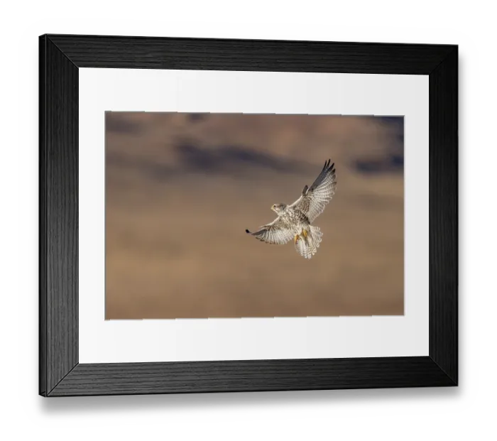 Framed Print : Saker falcon (Falco cherrug) in flight, Margaz Mountains, Western Mongolia Framed Print : Saker falcon (Falco cherrug) in flight, Margaz Mountains, Western Mongolia