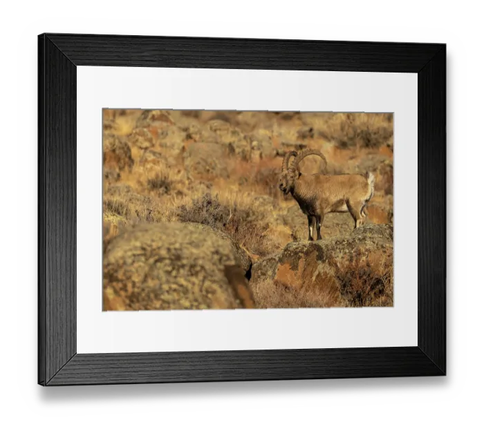 Framed Print : Mongolian ibex (Capra sibirica hagenbecki) standing on a boulder, Margaz Mountains, Western Mongolia Framed Print : Mongolian ibex (Capra sibirica hagenbecki) standing on a boulder, Margaz Mountains, Western Mongolia