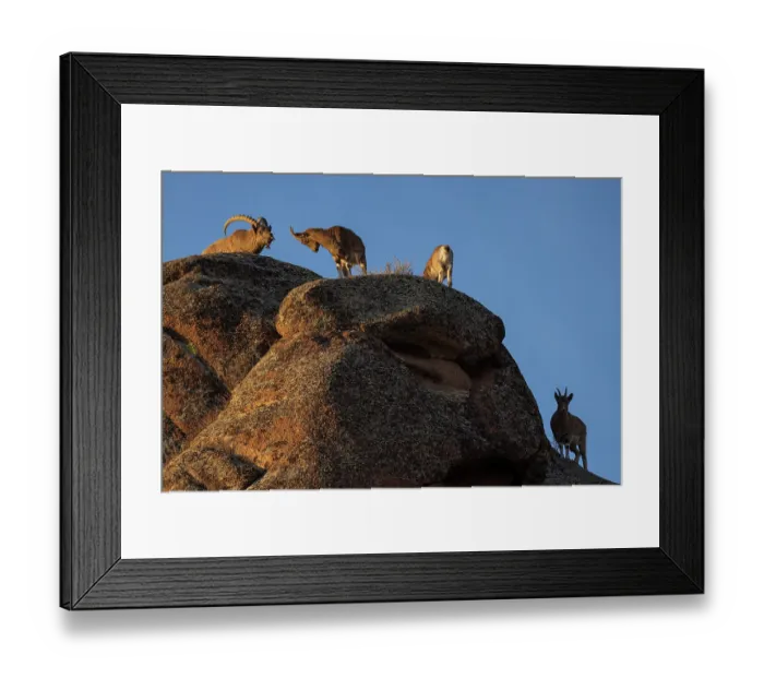 Framed Print : Four Mongolian ibex (Capra sibirica hagenbecki) standing on mountain, Margaz Mountains, Western Mongolia Framed Print : Four Mongolian ibex (Capra sibirica hagenbecki) standing on mountain, Margaz Mountains, Western Mongolia