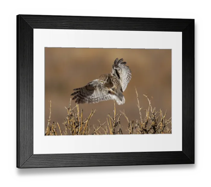 Framed Print : Little owl (Athene noctua) landing in bushes, Margaz Mountains, Western Mongolia Framed Print : Little owl (Athene noctua) landing in bushes, Margaz Mountains, Western Mongolia