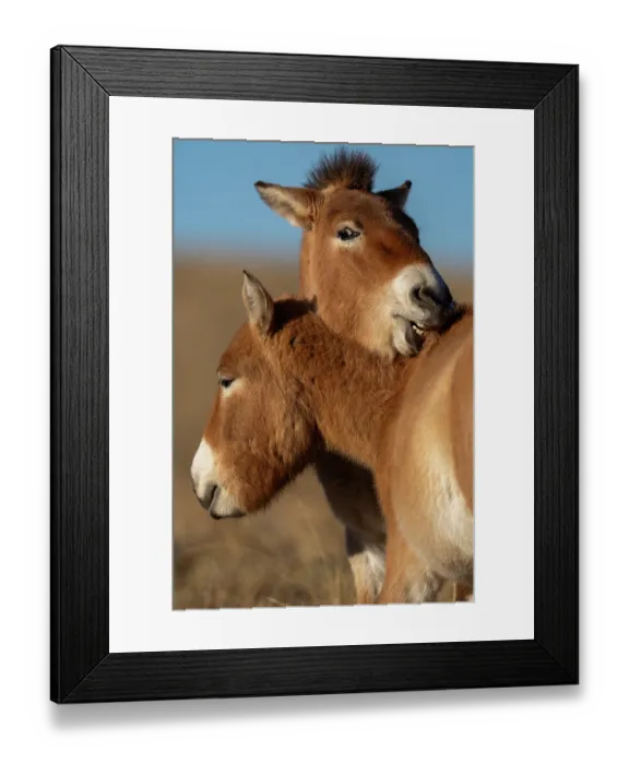 Framed Print : Two Przewalski's horses (Equus ferus przewalskii) interacting, one nibbling the others fur, Khomyn Talyn Takhi Nature reserve, Western Mongolia. Endangered Framed Print : Two Przewalski's horses (Equus ferus przewalskii) interacting, one nibbling the others fur, Khomyn Talyn Takhi Nature reserve, Western Mongolia. Endangered