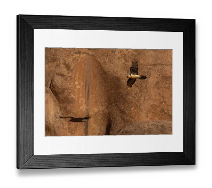 Framed Print : Bearded vulture (Gypaetus barbatus) in flight among the red granite hills of the Margaz Mountains, Western Mongolia Framed Print : Bearded vulture (Gypaetus barbatus) in flight among the red granite hills of the Margaz Mountains, Western Mongolia
