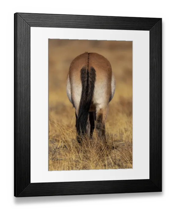 Framed Print : Przewalski's horse (Equus ferus przewalskii) standing in grassland, Khomyn Talyn Takhi Nature reserve, Western Mongolia. Endangered Framed Print : Przewalski's horse (Equus ferus przewalskii) standing in grassland, Khomyn Talyn Takhi Nature reserve, Western Mongolia. Endangered