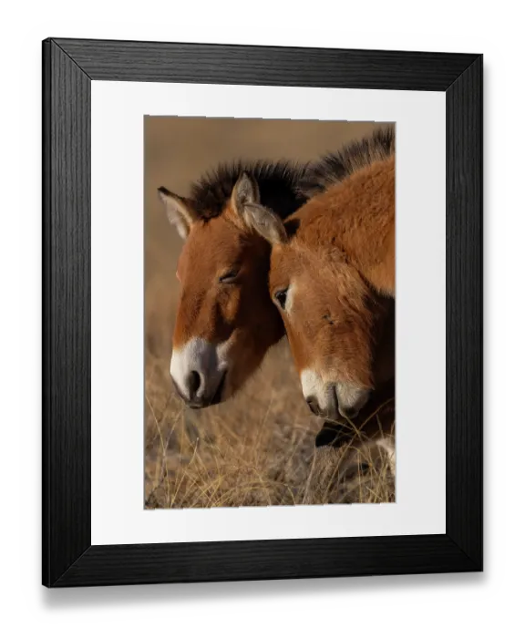 Framed Print : Two Przewalski's horses (Equus ferus przewalskii) touching heads, Khomyn Talyn Takhi Nature reserve, Western Mongolia. Endangered Framed Print : Two Przewalski's horses (Equus ferus przewalskii) touching heads, Khomyn Talyn Takhi Nature reserve, Western Mongolia. Endangered