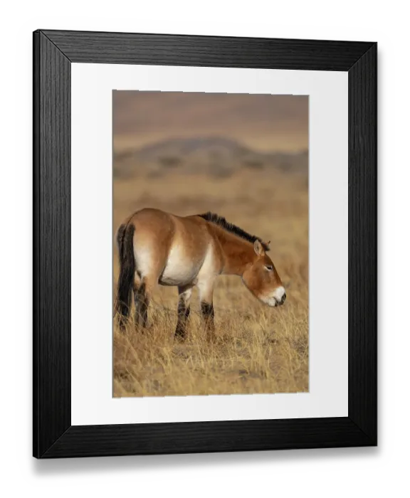 Framed Print : Przewalski's horse (Equus ferus przewalskii) standing in grassland, Khomyn Talyn Takhi Nature reserve, Western Mongolia. Endangered