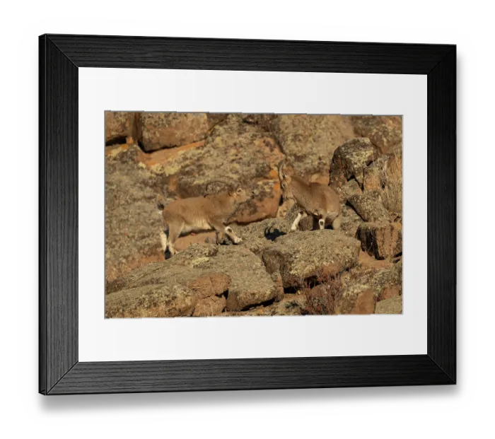 Framed Print : Two Mongolian ibex (Capra sibirica hagenbecki) standing on mountainside in a confrontation, Margaz Mountains, Western Mongolia