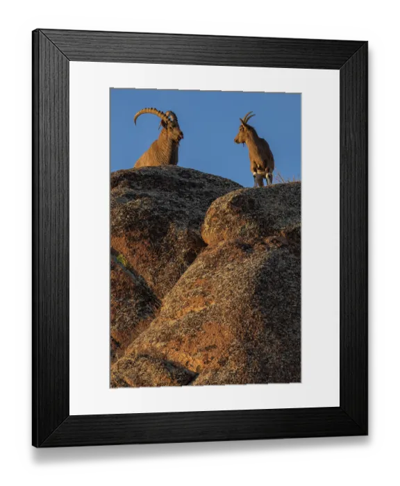 Framed Print : Two Mongolian ibex (Capra sibirica hagenbecki) standing on mountain, Margaz Mountains, Western Mongolia Framed Print : Two Mongolian ibex (Capra sibirica hagenbecki) standing on mountain, Margaz Mountains, Western Mongolia