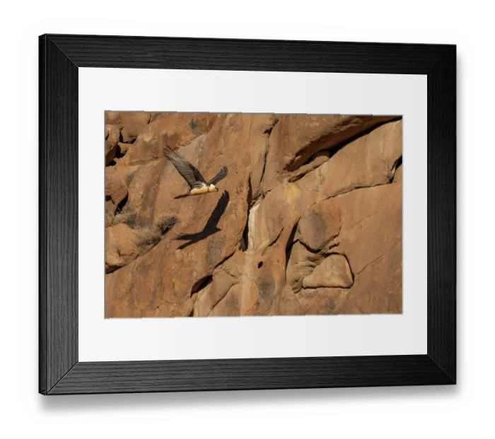 Framed Print : Bearded vulture (Gypaetus barbatus) in flight among the red granite hills of the Margaz Mountains, Western Mongolia Framed Print : Bearded vulture (Gypaetus barbatus) in flight among the red granite hills of the Margaz Mountains, Western Mongolia