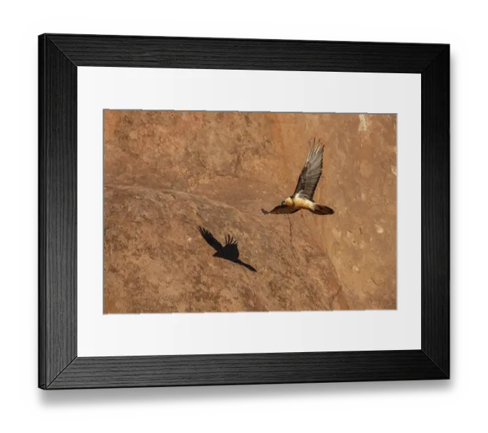 Framed Print : Bearded vulture (Gypaetus barbatus) in flight among the red granite hills of the Margaz Mountains, Western Mongolia Framed Print : Bearded vulture (Gypaetus barbatus) in flight among the red granite hills of the Margaz Mountains, Western Mongolia