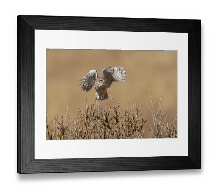 Framed Print : Little owl (Athene noctua) taking flight, Margaz Mountains, Western Mongolia Framed Print : Little owl (Athene noctua) taking flight, Margaz Mountains, Western Mongolia