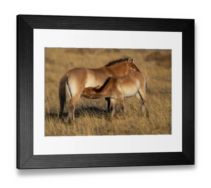 Framed Print : Przewalski's horse (Equus ferus przewalskii) female with suckling foal standing in grassland, Khomyn Talyn Takhi Nature reserve, Western Mongolia. Endangered Framed Print : Przewalski's horse (Equus ferus przewalskii) female with suckling foal standing in grassland, Khomyn Talyn Takhi Nature reserve, Western Mongolia. Endangered